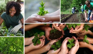Hands holding budding plants